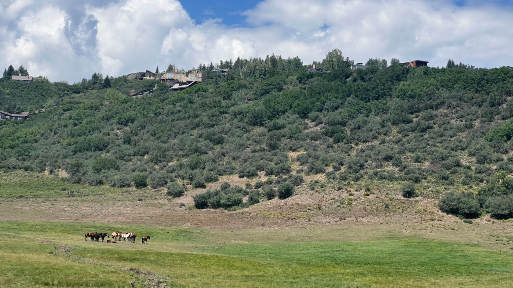 Horses grazing in the fields of Horse Ranch community