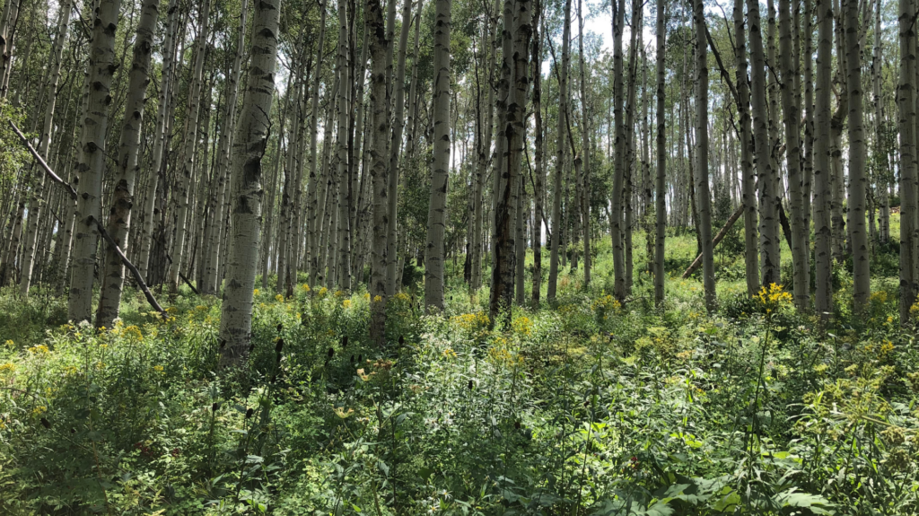 View of the tall trees in two creeks and pines Aspen Colorado